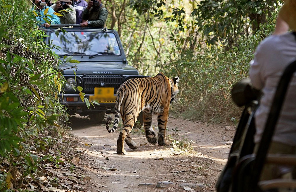 Tiger Safari