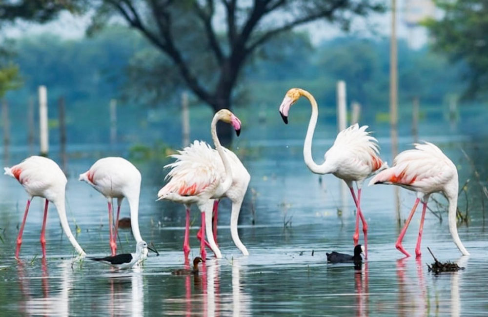 Bharatpur Bird Sanctuary