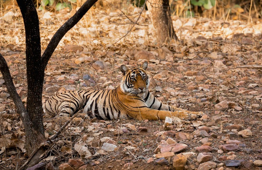 Ranthambore